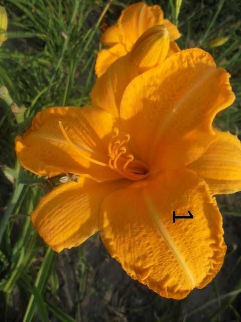 Liliowce duże flance .