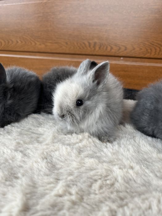 Karzełek Teddy - Metryka - Królik Króliki