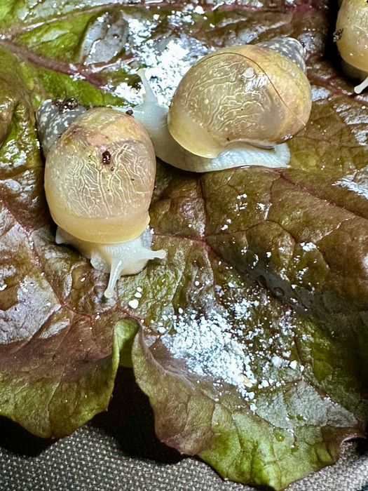 Равлики ахатини. Мох, кальцієві підкормки, субстрат