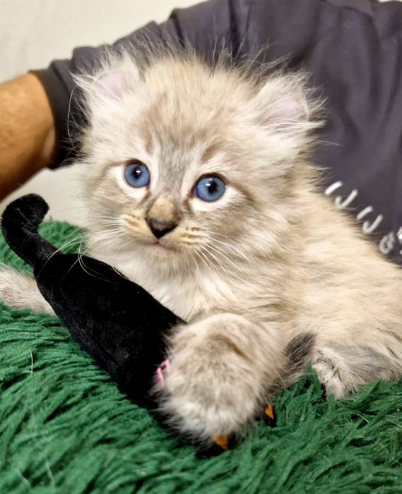 Curl American kocurek pręgowany z chabrowymi oczkami