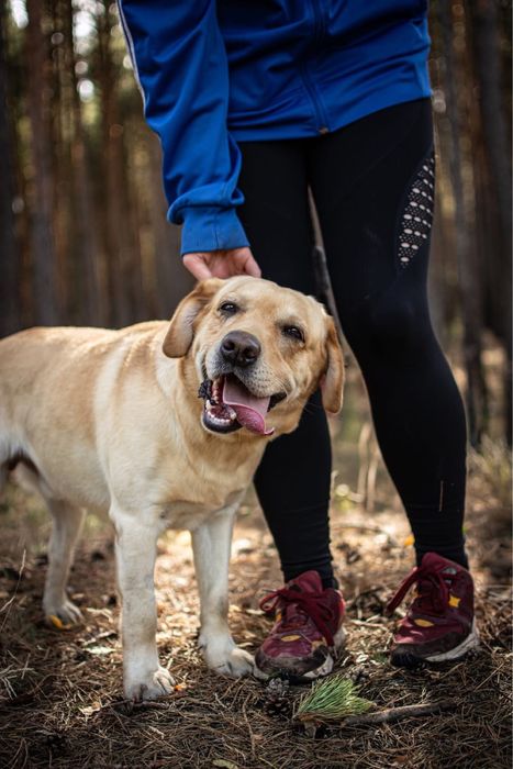 Dżeki-biszkoptowy labrador czeka na dom znający specyfikę rasy-adopcja