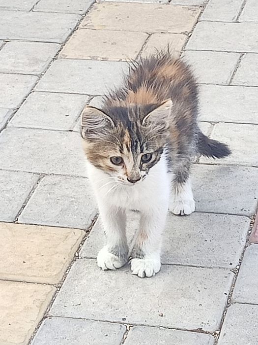Отдам бесплатно котят
