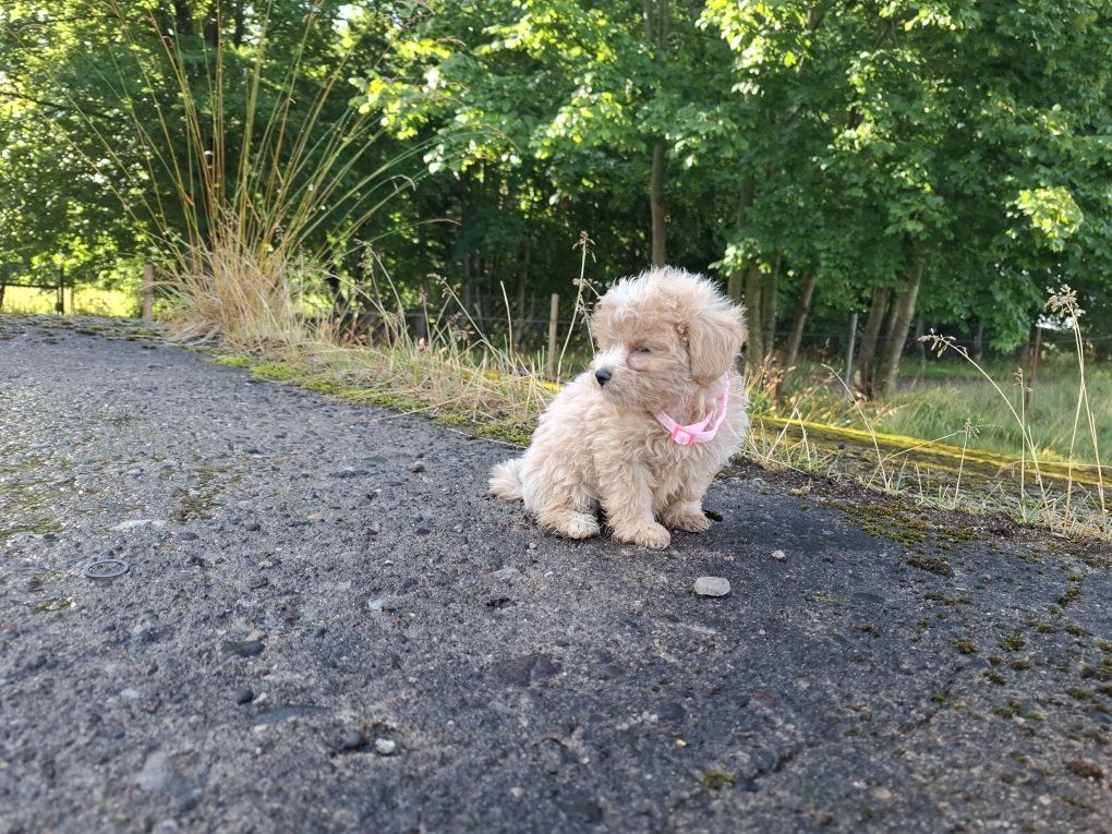 maltipoo szczeniak