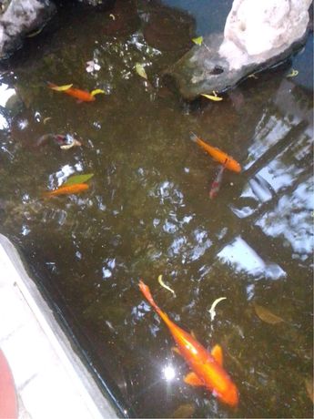 Tenho peixes de lago laranjas e malhados e uma carpa dourada