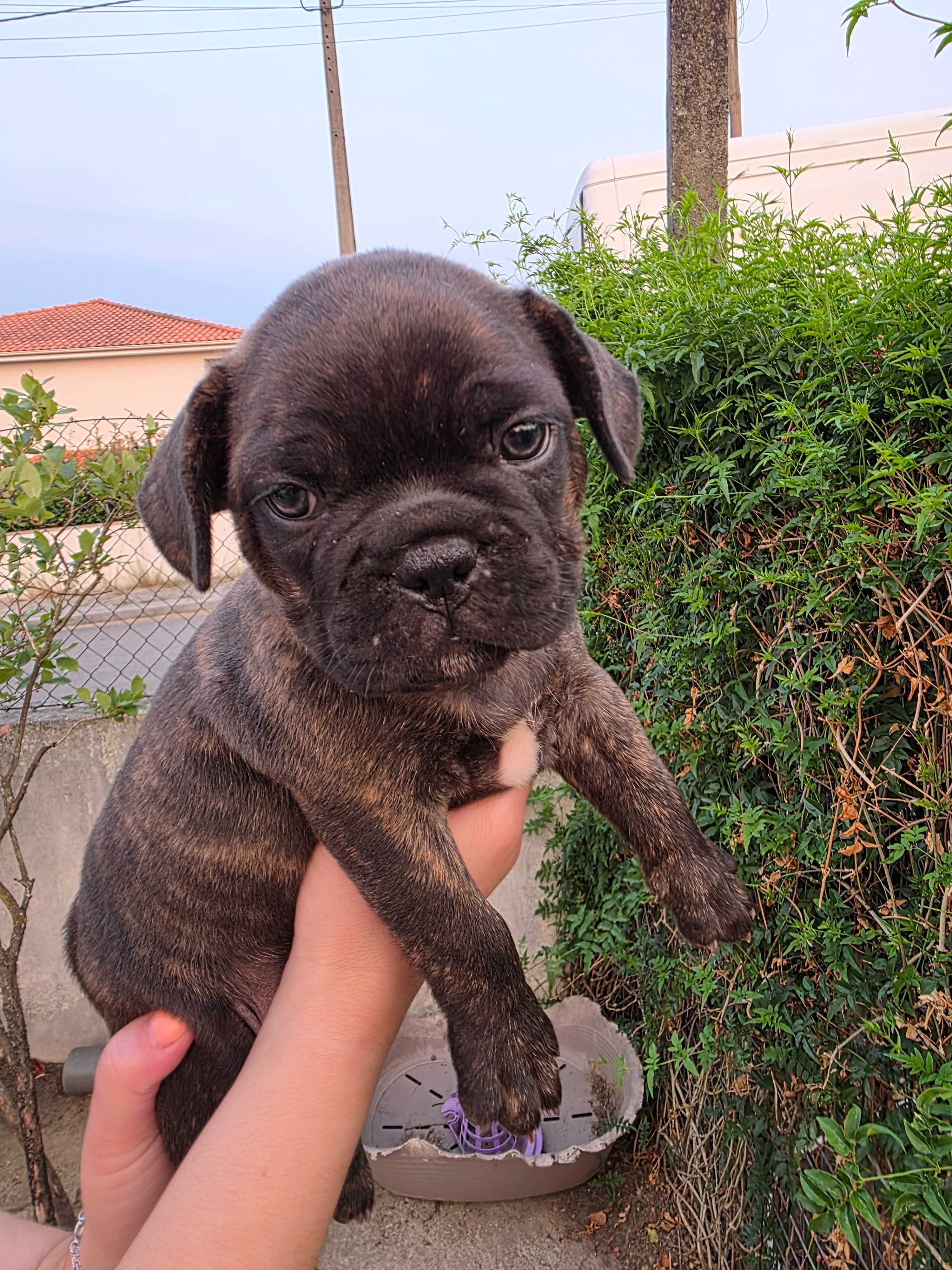 Bulldog frances preto tigrado