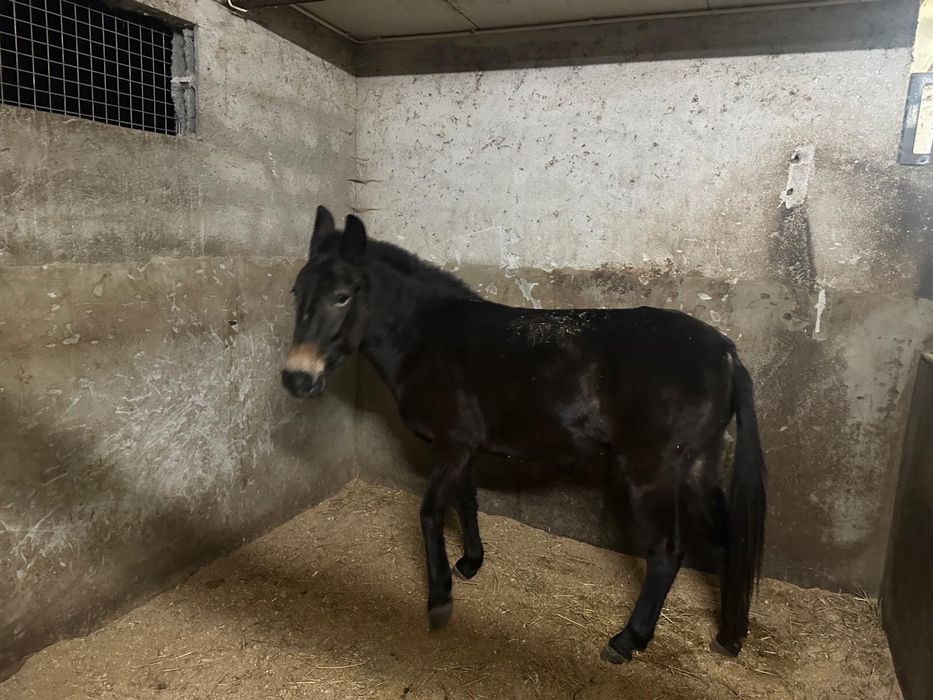 Vendo mula mansinha…