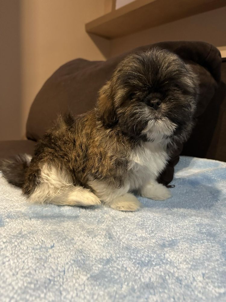 Shih tzu szczeniak