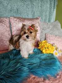 Yorkshire Terrier śliczna suczka White Ocean Pearl do odbioru