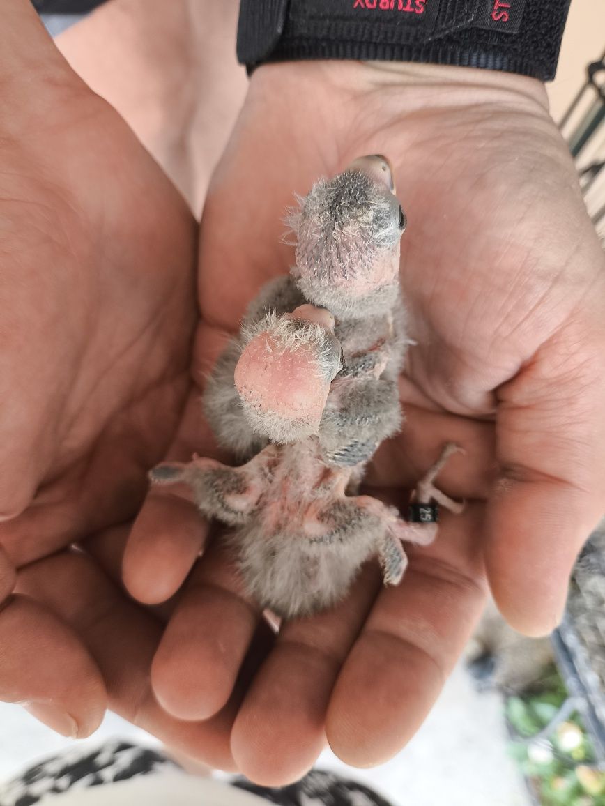 Agapornis personatas