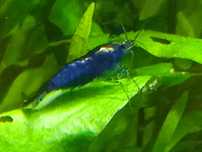 Krewetki/niebieska krewetka/Neocaridina Blue Velvet/raki do akwarium
