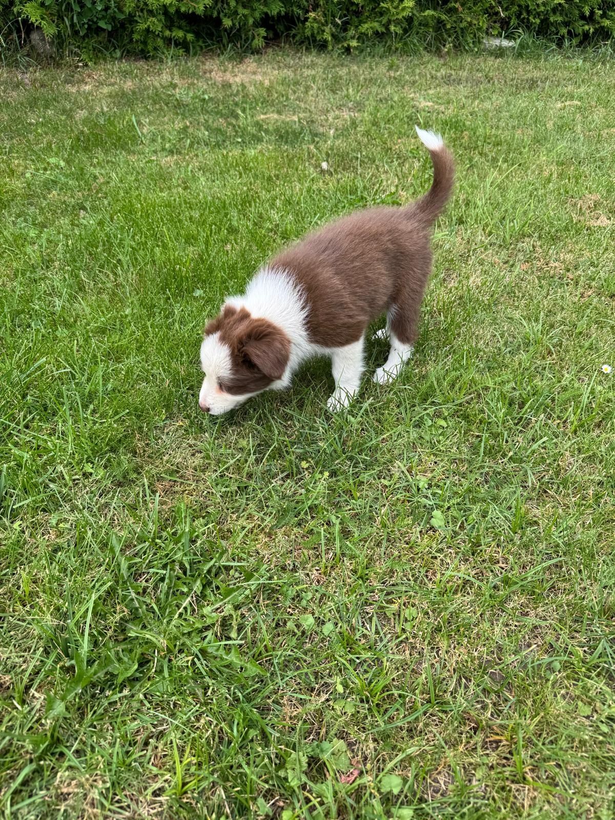 Border Collie Czekoladowo-Biała dziewczynka
