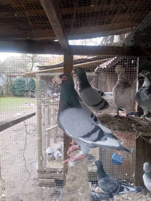 Gołębie staropolskie okazja