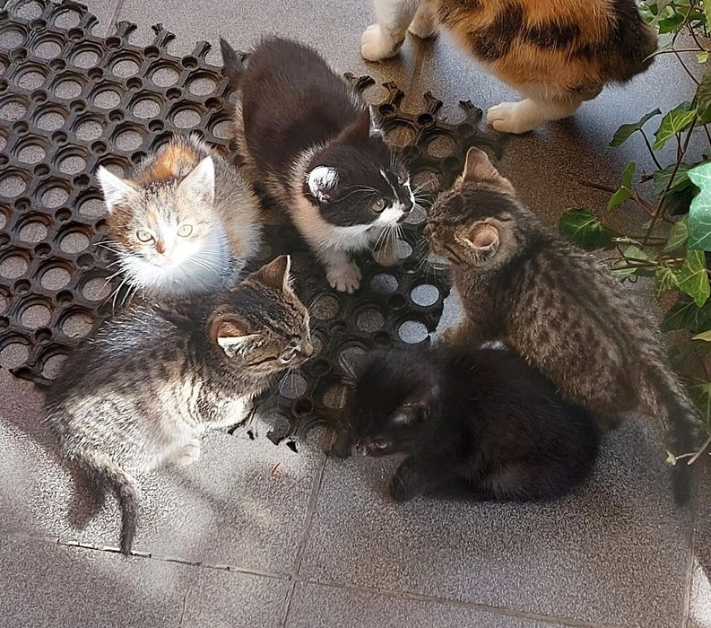 Oddam małe 3 koty i 3 kotki