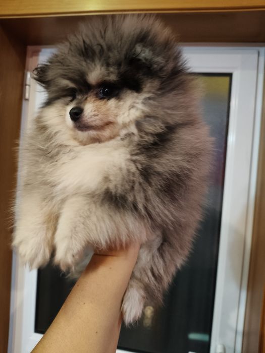 Spitz alemão macho Merle