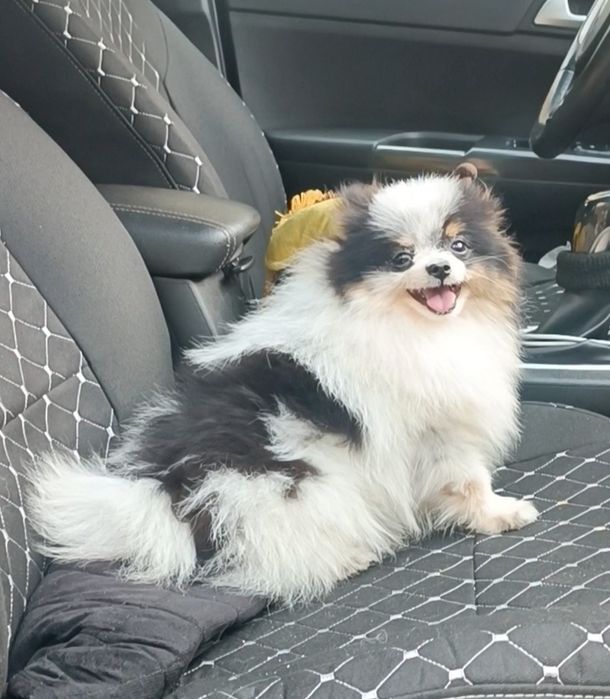 Триколор малыш микро померанский шпиц