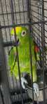 Papagaio Amazona  ochrocephala a venda