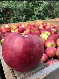 Sprzedaż jabłek prosto z sadu jabłka