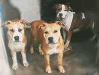Американський Стаффордширський тер'єр  підрощені собачки