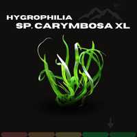 Hygrophilia carymbosa XL ( CHWILOWO BRAK )
