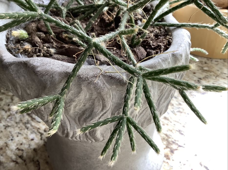 Kaktus zwisający Rhipsalis cassutha sadzonka ukorzeniona