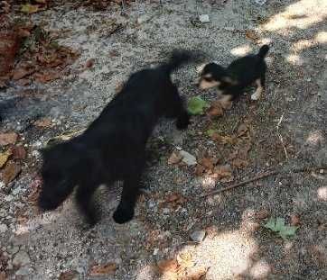 Цуценята від самки кокерспаніель