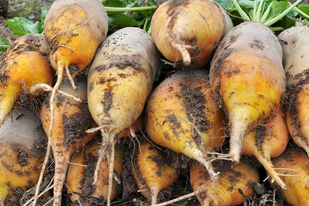 Buraki pastewne 70 gr/kg