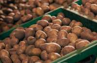 картопля бараболя картошка дюсельдорф Арізона Бела-Росса (мікс)
