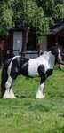 Stanówka Ogier Irish Cob/Tinker