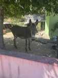 Burro frances para venda