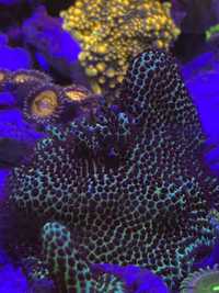 Montipora porites sps koral