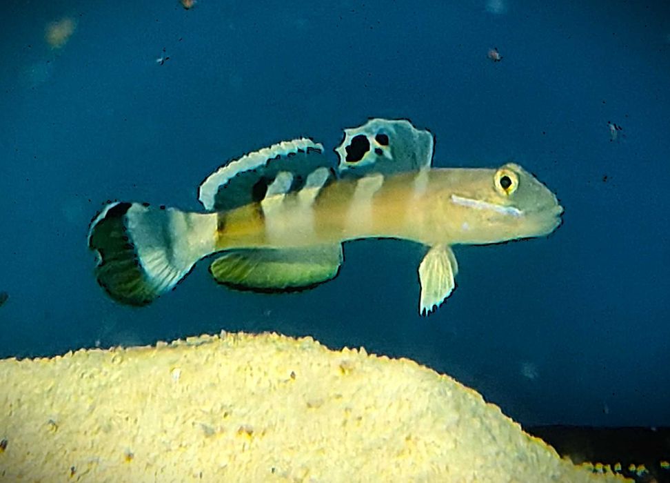 Valenciennea wardi. Morskie