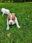 Szczeniak American Bully