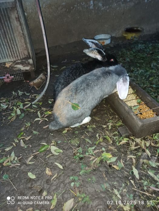 Продам кролів!!!