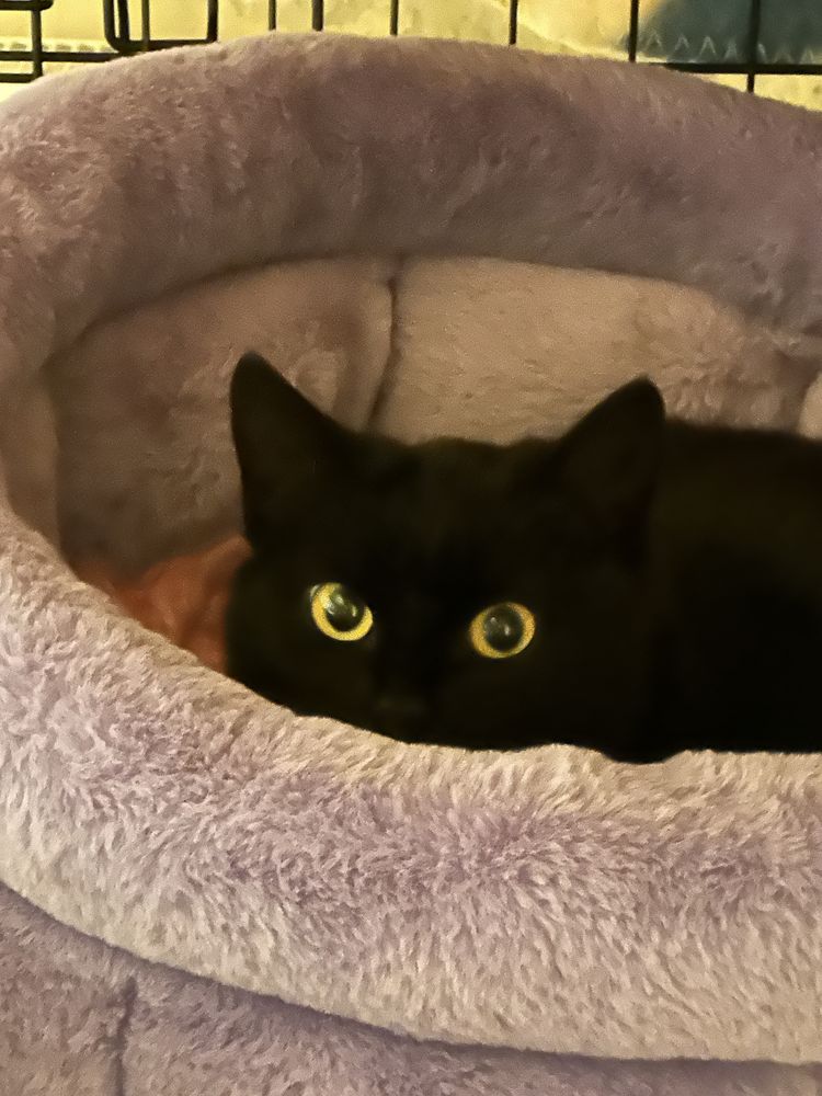 Koteczka do adopcji
