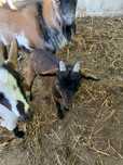 Cabrito anão com 4 meses