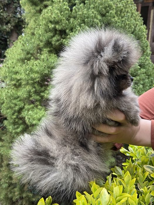 Малюки шпіца мерль