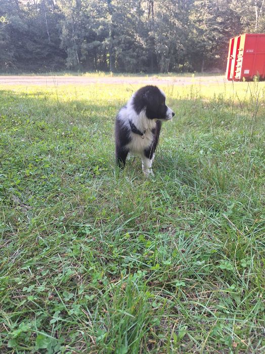 Border collie szczeniak gotowy do odbioru szuka domu