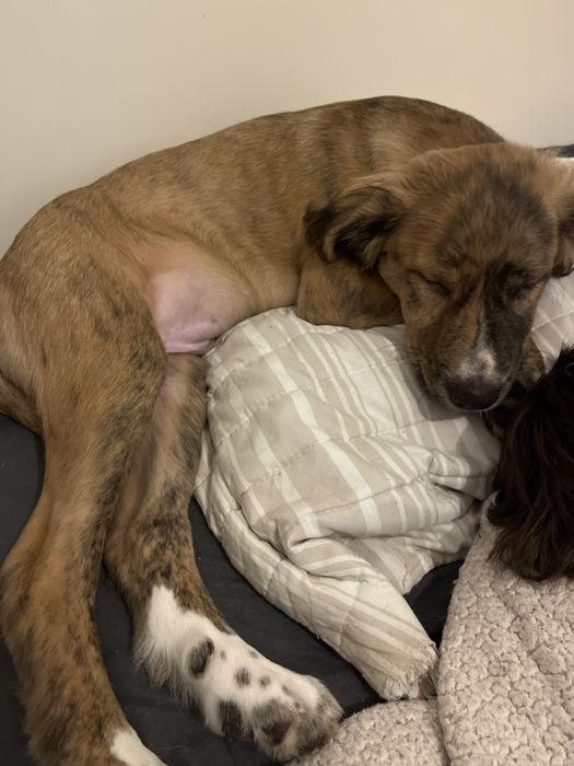 Dou  este cao  com quatro meses