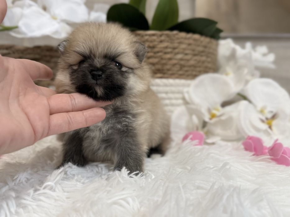 Szpic miniaturowy pomeranian, suczka, orange sable.