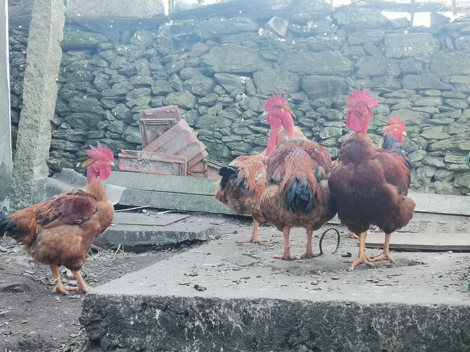 Galos carecas grandes