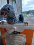 Aves domesticadas.