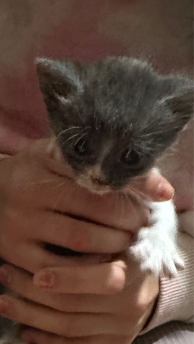 Котята остались без мамы