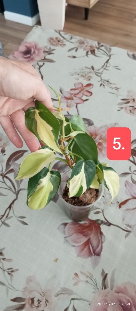 Philodendron gabby cream splash