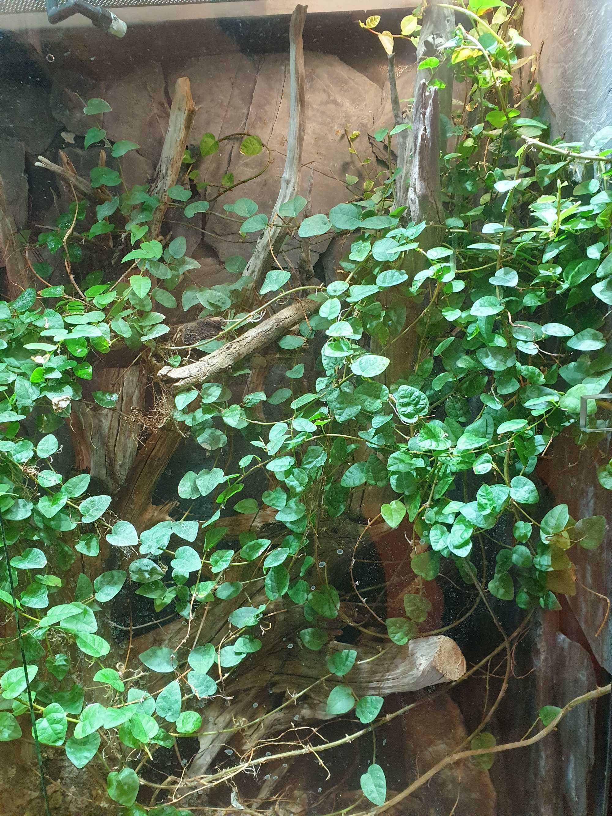 terrarium dla gada felsumy tropikalne unikat