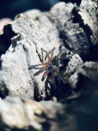 Ptasznik Harpactira Pulchripes