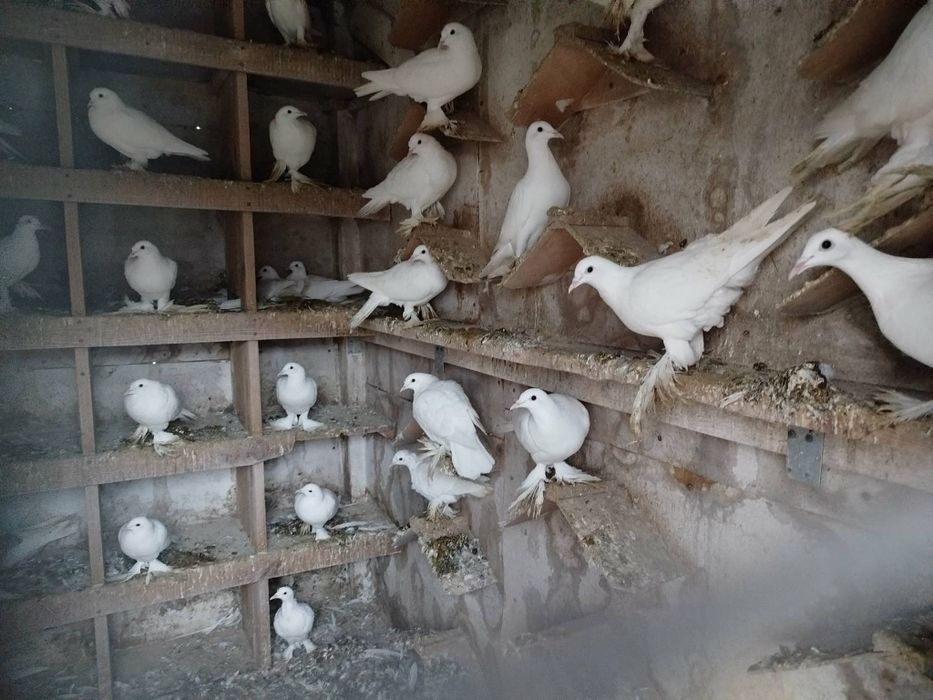 Sprzedam gołębie Bociany