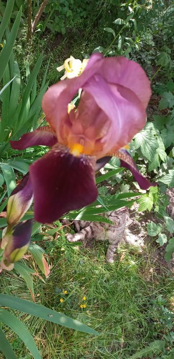 Хоста Ирисы высокие инизкорослые желтые