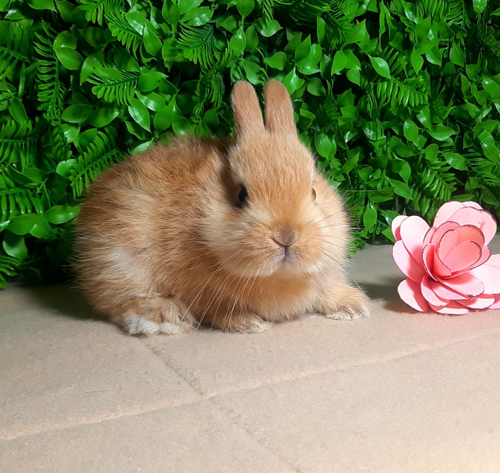 Карликовые мини кролики,міні кроленята,крольчата,карликові