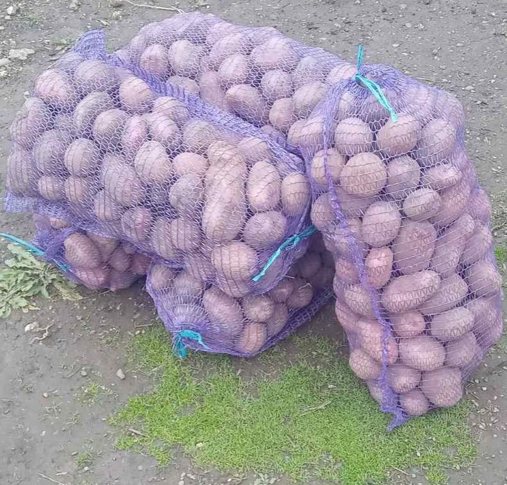 Продається картопля