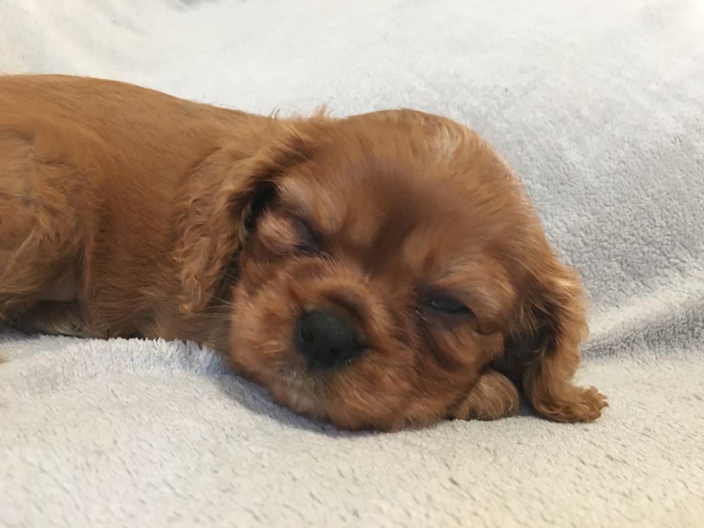 Cavalier King Charles Spaniel